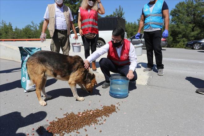 TÜTÜNCÜ SOKAK HAYVANLARINI UNUTMADI