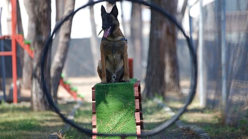 Jandarmanın Hassas Burunlu Köpeklerinin Kondisyonu Antrenmanlarla Korunuyor